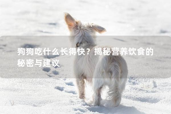 狗狗吃什么长得快？揭秘营养饮食的秘密与建议