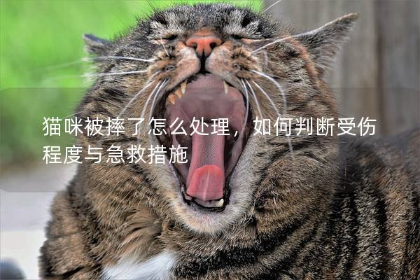 猫咪被摔了怎么处理，如何判断受伤程度与急救措施