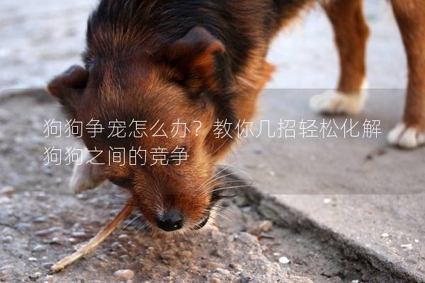 狗狗争宠怎么办？教你几招轻松化解狗狗之间的竞争