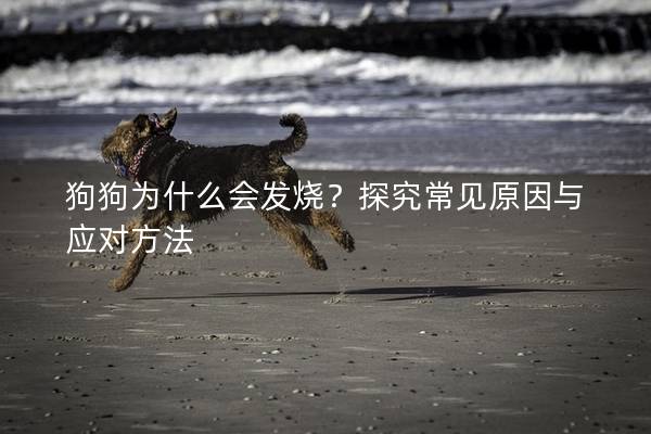 狗狗为什么会发烧？探究常见原因与应对方法