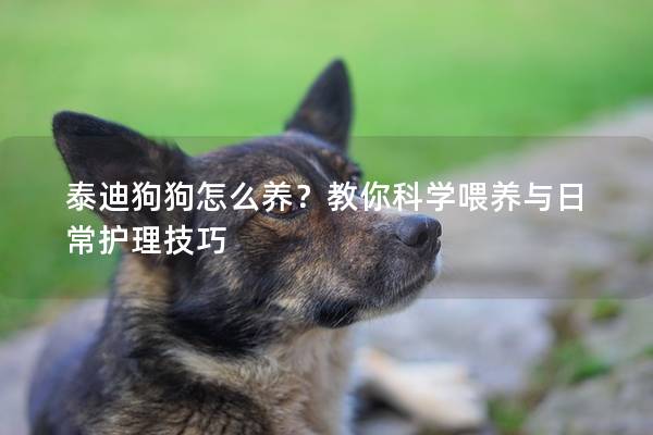 泰迪狗狗怎么养？教你科学喂养与日常护理技巧