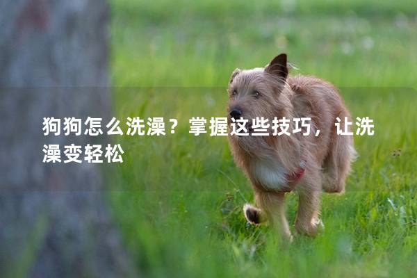 狗狗怎么洗澡？掌握这些技巧，让洗澡变轻松