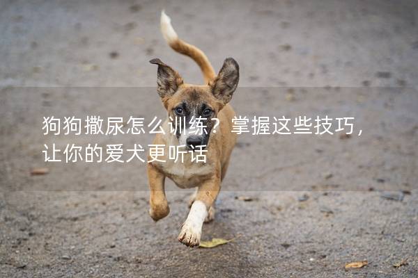 狗狗撒尿怎么训练？掌握这些技巧，让你的爱犬更听话