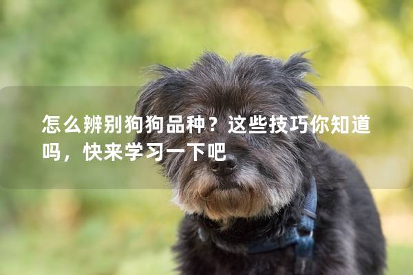 怎么辨别狗狗品种？这些技巧你知道吗，快来学习一下吧