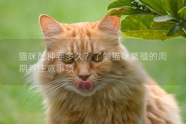 猫咪配种要多久？了解猫咪繁殖的周期与注意事项