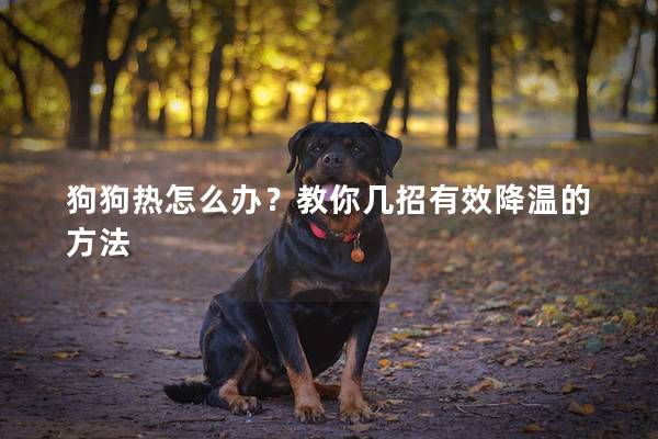狗狗热怎么办?教你几招有效降温的方法 狗狗热怎么办?教你几招有效降温的方法