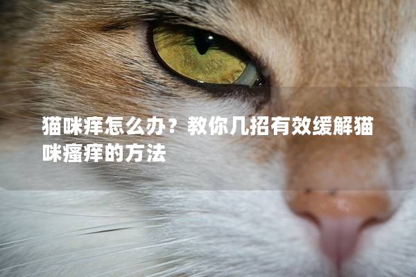 猫咪痒怎么办？教你几招有效缓解猫咪瘙痒的方法