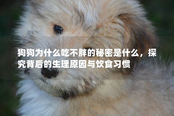 狗狗为什么吃不胖的秘密是什么,探究背后的生理原因与饮食习惯 狗狗为什么吃不胖的秘密是什么,探究背后的生理原因与饮食习惯