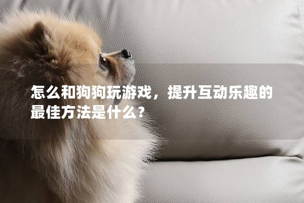 怎么和狗狗玩游戏，提升互动乐趣的最佳方法是什么？