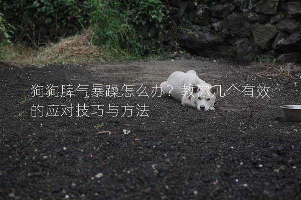 狗狗脾气暴躁怎么办？教你几个有效的应对技巧与方法
