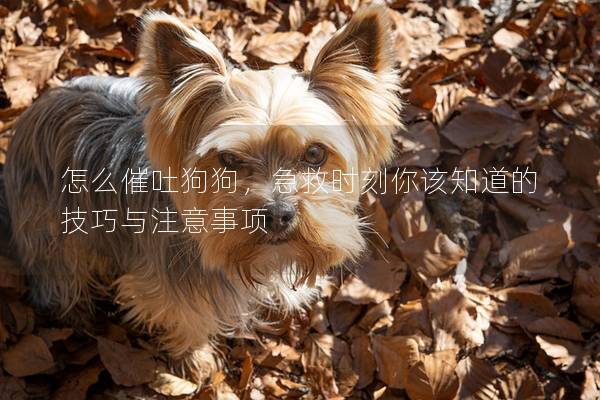 怎么催吐狗狗,急救时刻你该知道的技巧与注意事项 怎么催吐狗狗,急救时刻你该知道的技巧与注意事项