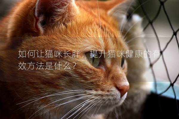如何让猫咪长胖，提升猫咪健康的有效方法是什么？