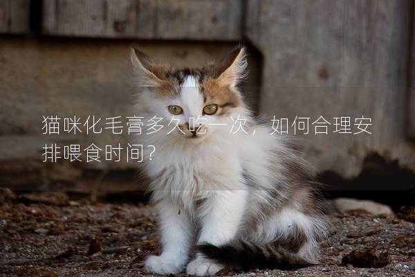 猫咪化毛膏多久吃一次，如何合理安排喂食时间？