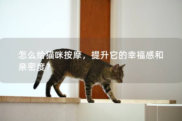 怎么给猫咪按摩，提升它的幸福感和亲密度？