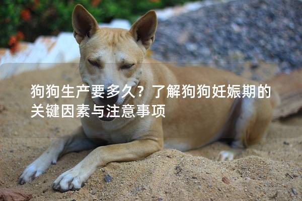 狗狗生产要多久？了解狗狗妊娠期的关键因素与注意事项