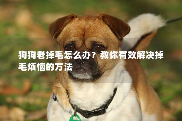 狗狗老掉毛怎么办?教你有效解决掉毛烦恼的方法 狗狗老掉毛怎么办?教你有效解决掉毛烦恼的方法