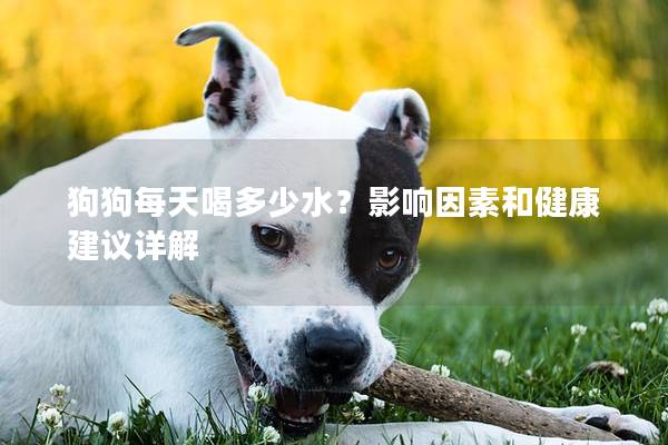 狗狗每天喝多少水？影响因素和健康建议详解