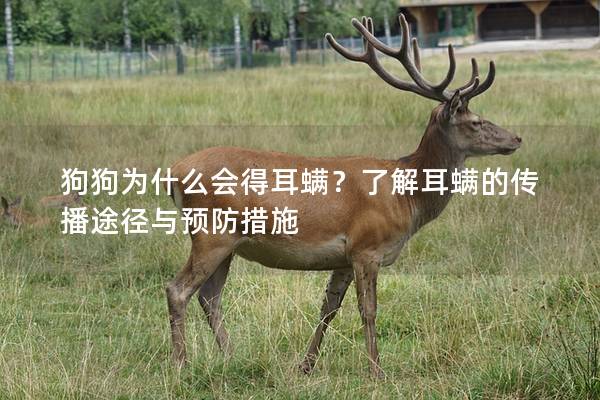 狗狗为什么会得耳螨？了解耳螨的传播途径与预防措施