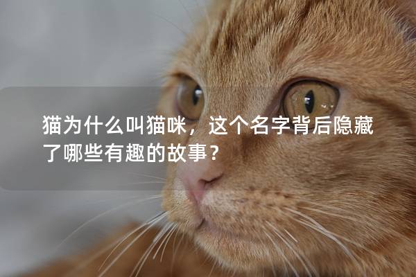 猫为什么叫猫咪，这个名字背后隐藏了哪些有趣的故事？