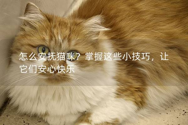 怎么安抚猫咪？掌握这些小技巧，让它们安心快乐