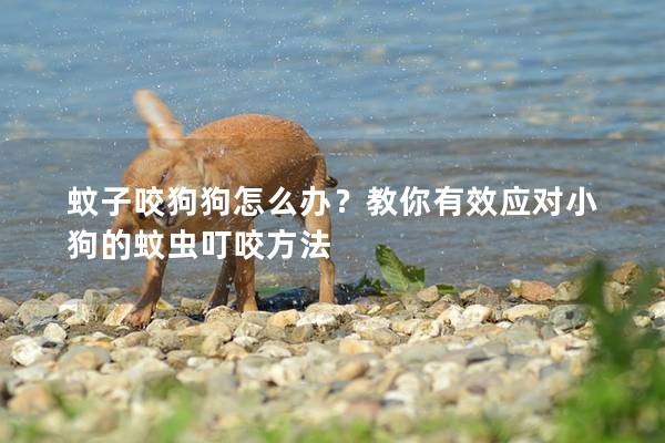 蚊子咬狗狗怎么办？教你有效应对小狗的蚊虫叮咬方法