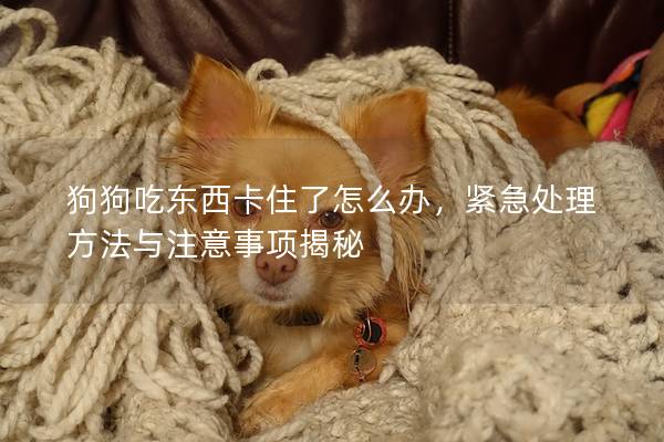 狗狗吃东西卡住了怎么办，紧急处理方法与注意事项揭秘
