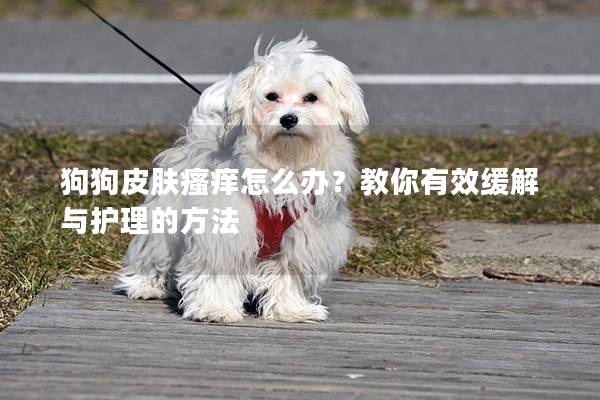 狗狗皮肤瘙痒怎么办？教你有效缓解与护理的方法