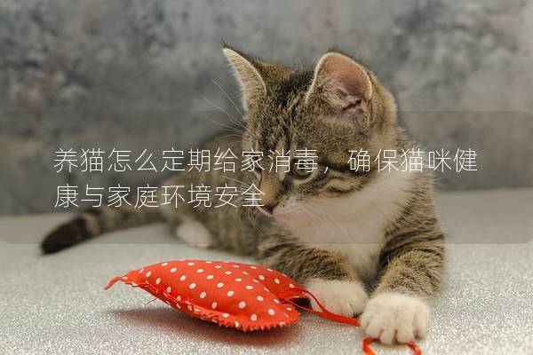 养猫怎么定期给家消毒，确保猫咪健康与家庭环境安全