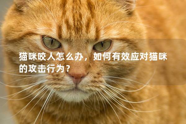 猫咪咬人怎么办，如何有效应对猫咪的攻击行为？