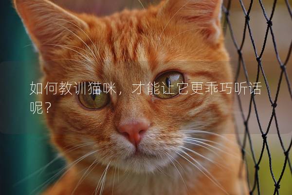 如何教训猫咪，才能让它更乖巧听话呢？