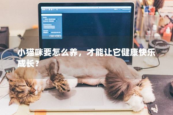 小猫咪要怎么养，才能让它健康快乐成长？