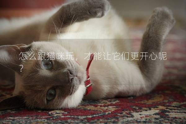 怎么跟猫咪玩，才能让它们更开心呢？
