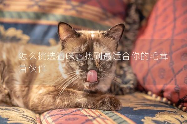 怎么挑选猫咪，找到最适合你的毛茸茸伙伴