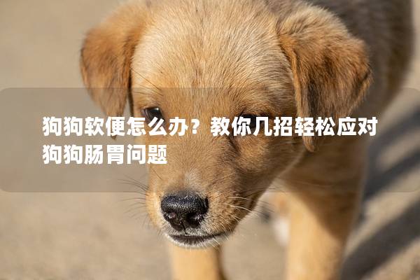 狗狗软便怎么办？教你几招轻松应对狗狗肠胃问题