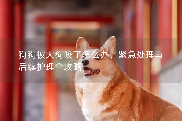 狗狗被大狗咬了怎么办，紧急处理与后续护理全攻略