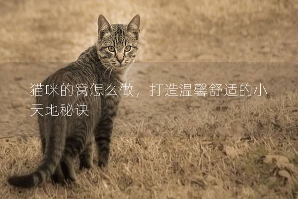猫咪的窝怎么做，打造温馨舒适的小天地秘诀