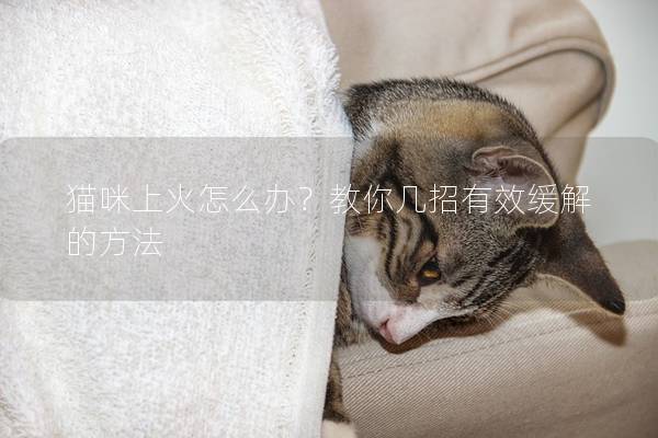 猫咪上火怎么办？教你几招有效缓解的方法