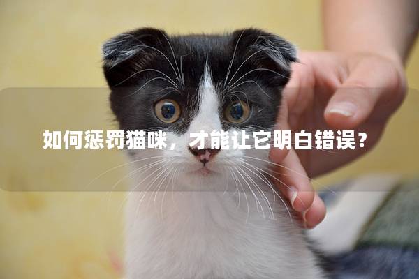 如何惩罚猫咪，才能让它明白错误？