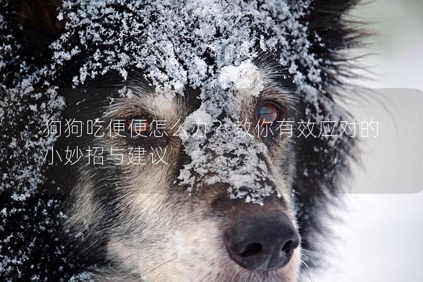 狗狗吃便便怎么办？教你有效应对的小妙招与建议
