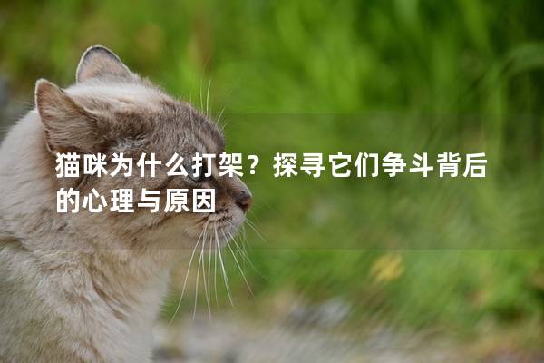猫咪为什么打架？探寻它们争斗背后的心理与原因