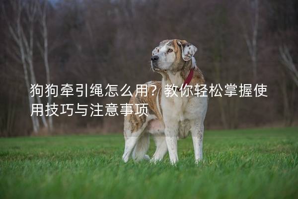 狗狗牵引绳怎么用？教你轻松掌握使用技巧与注意事项