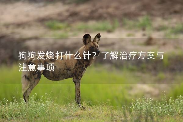 狗狗发烧打什么针？了解治疗方案与注意事项