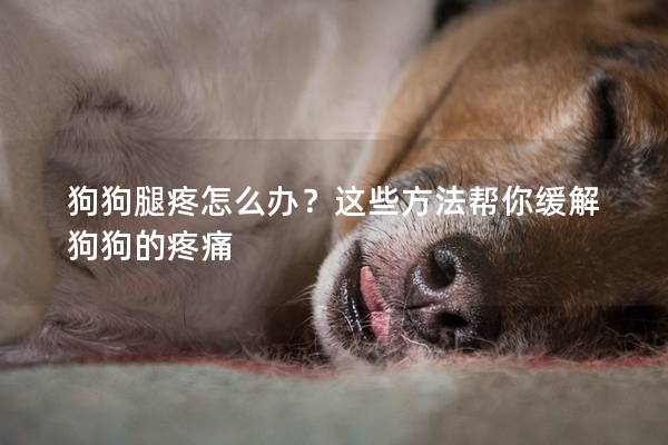狗狗腿疼怎么办？这些方法帮你缓解狗狗的疼痛