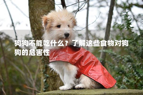 狗狗不能吃什么？了解这些食物对狗狗的危害性