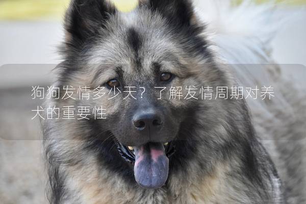 狗狗发情多少天？了解发情周期对养犬的重要性