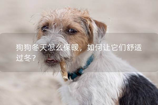 狗狗冬天怎么保暖，如何让它们舒适过冬？