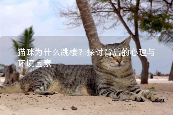 猫咪为什么跳楼？探讨背后的心理与环境因素