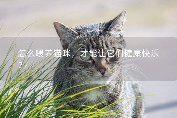 怎么喂养猫咪，才能让它们健康快乐？