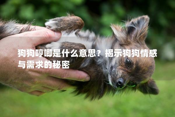 狗狗哼唧是什么意思？揭示狗狗情感与需求的秘密