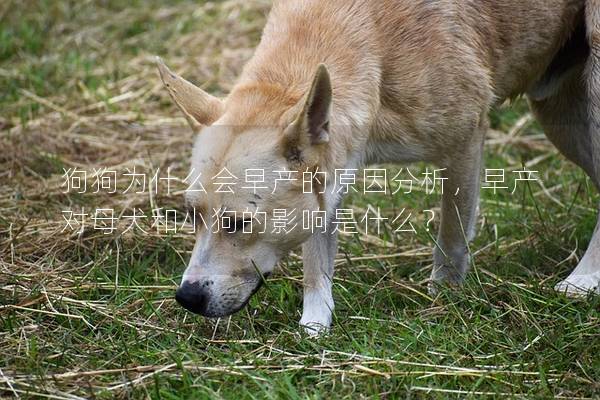 狗狗为什么会早产的原因分析，早产对母犬和小狗的影响是什么？